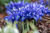 THE PICTON GARDEN AND OLD COURT NURSERIES, WORCESTERSHIRE: BLUE FLOWERS OF MINIATURE IRIS - IRIS HISTRIOIDES LADY BEATRIX STANLEY, DWARF, EARLY SPRING