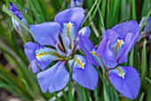 THE PICTON GARDEN AND OLD COURT NURSERIES, WORCESTERSHIRE: BLUE, YELLOW FLOWERS OF IRIS UNGUICULARIS, ALGERIAN IRIS, PERENNIALS, EARLY SPRING, LATE WINTER
