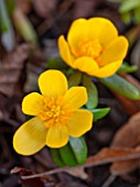 THE PICTON GARDEN AND OLD COURT NURSERIES, WORCESTERSHIRE: YELLOW FLOWERS OF WINTERE ACONITE - ERANTHIS HYEMALIS ORANGE GLOW, EARLY SPRING, LATE WINTER, BULBS