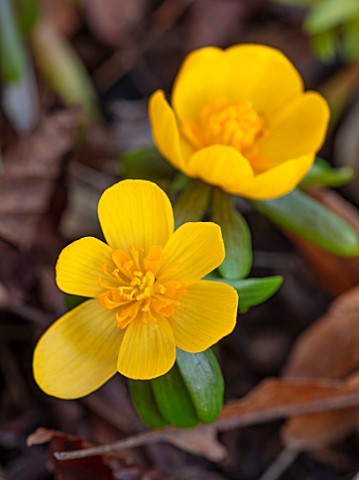 THE_PICTON_GARDEN_AND_OLD_COURT_NURSERIES_WORCESTERSHIRE_YELLOW_FLOWERS_OF_WINTERE_ACONITE__ERANTHIS