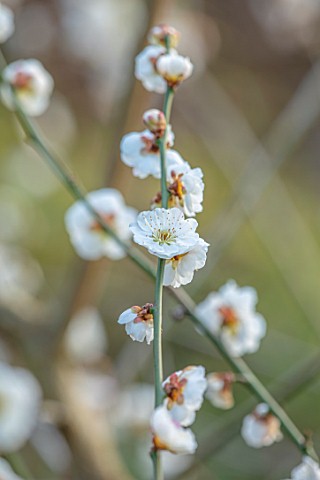 THE_PICTON_GARDEN_AND_OLD_COURT_NURSERIES_WORCESTERSHIRE_CLOSE_UP_OF_WHITE_FLOWERS_OF_PRUNUS_MUME_OM