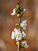 THE PICTON GARDEN AND OLD COURT NURSERIES, WORCESTERSHIRE: WHITE FLOWERS OF DAPHNE MEZEREUM F ALBA, EARLY SPRING, LATE WINTER, SCENTED, FRAGRANCE, FRAGRANT, SHRUBS