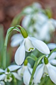 THE PICTON GARDEN AND OLD COURT NURSERIES, WORCESTERSHIRE: CLOSE UP PLANT PORTRAIT OF WHITE AND GREEN FLOWERS OF SNOWDROP - GALANTHUS MRS THOMPSON, BULBS, WINTER