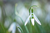 THE PICTON GARDEN AND OLD COURT NURSERIES, WORCESTERSHIRE: CLOSE UP PLANT PORTRAIT OF WHITE AND GREEN FLOWERS OF SNOWDROP - GALANTHUS WASP, BULBS, WINTER