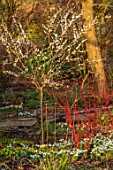 THE PICTON GARDEN AND OLD COURT NURSERIES, WORCESTERSHIRE: SNOWDROPS, ACONITES, CORNUS AND WHITE FLOWERS OF PRUNUS MUME OMOI-NO-MAMA IN THE WOODLAND, WINTER