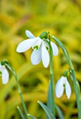 THE PICTON GARDEN AND OLD COURT NURSERIES, WORCESTERSHIRE: CLOSE UP PLANT PORTRAIT OF WHITE AND GREEN FLOWERS OF SNOWDROP - GALANTHUS SENTINEL, BULBS, WINTER