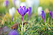MORTON HALL, WORCESTERSHIRE: PURPLE FLOWERS OF CROCUS IN THE MEADOW. BULBS, FLOWERING, EARLY SPRING, FEBRUARY