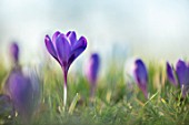 MORTON HALL, WORCESTERSHIRE: PURPLE FLOWERS OF CROCUS IN THE MEADOW. BULBS, FLOWERING, EARLY SPRING, FEBRUARY
