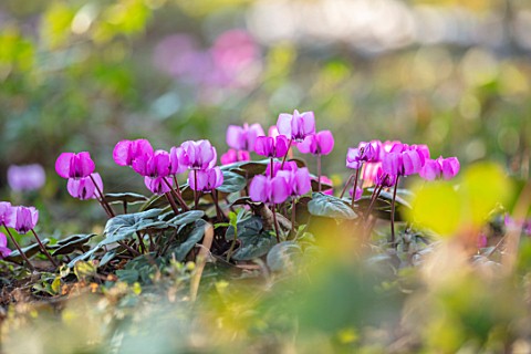 MORTON_HALL_WORCESTERSHIRE_PINK_FLOWERS_OF_CYCLAMEN_COUM_BULBS_FLOWERING_EARLY_SPRING_FEBRUARY