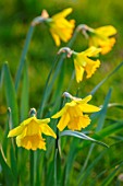 MORTON HALL, WORCESTERSHIRE: CLOSE UP PLANT PORTRAIT OF YELLOW FLOWERS OF DAFFODILS, NARCISSUS RIJNVELDTS EARLY SENSATION. WINTER, EARLY SPRING, BULBS