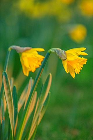 MORTON_HALL_WORCESTERSHIRE_CLOSE_UP_PLANT_PORTRAIT_OF_YELLOW_FLOWERS_OF_DAFFODILS_NARCISSUS_RIJNVELD