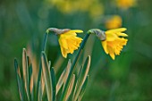 MORTON HALL, WORCESTERSHIRE: CLOSE UP PLANT PORTRAIT OF YELLOW FLOWERS OF DAFFODILS, NARCISSUS RIJNVELDTS EARLY SENSATION. WINTER, EARLY SPRING, BULBS