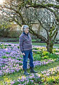 LITTLE COURT, HAMPSHIRE - PATRICIA ELKINGTON IN HER ORCHARD IN FEBRUARY. CROCUS TOMMASINIANUS, MEADOW, APPLE ORCHARD, NATURALIZED, BULBS, LAWN, GRASS