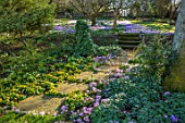 LITTLE COURT, HAMPSHIRE - LAWN, STEPPING STONES, STEPS, ACONITES, ERANTHIS HYEMALIS, CROCUS TOMMASINIANUS, APPLE ORCHARD, NATURALIZED, BULBS, LAWN, GRASS, SHADE, SHADY