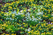 LITTLE COURT, HAMPSHIRE - SNOWDROPS, ACONITES, ERANTHIS HYEMALIS, HELLEBORES, NATURALIZED, BULBS, SHADE, SHADY