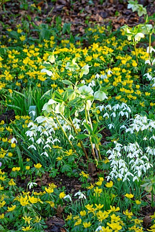 LITTLE_COURT_HAMPSHIRE__SNOWDROPS_ACONITES_ERANTHIS_HYEMALIS_HELLEBORES_NATURALIZED_BULBS_SHADE_SHAD