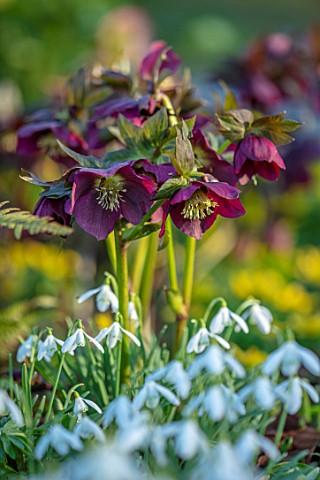 LITTLE_COURT_HAMPSHIRE__SNOWDROPS_HELLEBORES_NATURALIZED_BULBS_SHADE_SHADY_GALANTHUS_HELLEBORUS_PERE