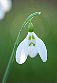 LITTLE COURT, HAMPSHIRE: CLOSE UP PORTRAIT OF WHITE FLOWERS OF SNOWDROP - GALANTHUS BYZANTINUS GRUMPYS BROTHER FROM MICHAEL BARON. BULBS, FLOWERING, WINTER, FEBRUARY