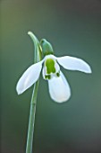 LITTLE COURT, HAMPSHIRE: CLOSE UP PORTRAIT OF WHITE FLOWERS OF SNOWDROP - GALANTHUS PLICATUS ALDWORTHY. BULBS, FLOWERING, WINTER, FEBRUARY