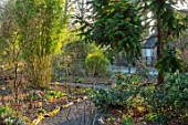 THE PICTON GARDEN AND OLD COURT NURSERIES, WORCESTERSHIRE: GRAVEL PATH PAST BAMBOOS IN FEBRUARY. SHADE, SHADY