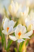 THE PICTON GARDEN AND OLD COURT NURSERIES, WORCESTERSHIRE: CLOSE UP OF WHITE, CREAM, PURPLE FLOWERS OF CROCUS TOMMASINIANUS ALBUS. BULBS