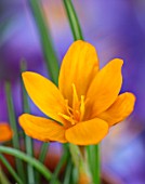 THE PICTON GARDEN AND OLD COURT NURSERIES, WORCESTERSHIRE: CLOSE UP OF ORANGE FLOWERS OF CROCUS ORANGE MONARCH. BULBS