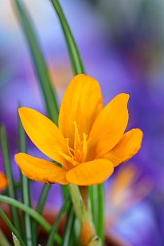 THE_PICTON_GARDEN_AND_OLD_COURT_NURSERIES_WORCESTERSHIRE_CLOSE_UP_OF_ORANGE_FLOWERS_OF_CROCUS_ORANGE