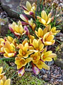 THE PICTON GARDEN AND OLD COURT NURSERIES, WORCESTERSHIRE: CLOSE UP OF ORANGE, YELLOW, BRONZE FLOWERS OF CROCUS ANGUSTIFOLIUS BRONZE FORM. BULBS, FLOWERING, BLOOMS, SPRING