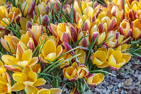 THE_PICTON_GARDEN_AND_OLD_COURT_NURSERIES_WORCESTERSHIRE_CLOSE_UP_OF_ORANGE_YELLOW_BRONZE_FLOWERS_OF