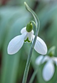 THE PICTON GARDEN AND OLD COURT NURSERIES, WORCESTERSHIRE: CLOSE UP OF WHITE AND GREEN FLOWER OF SNOWDROP - GALANTHUS GALADRIEL, SNOWDROPS, FLOWERS, WINTER, BULBS