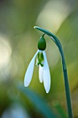 THE PICTON GARDEN AND OLD COURT NURSERIES, WORCESTERSHIRE: CLOSE UP OF WHITE AND GREEN FLOWER OF SNOWDROP - GALANTHUS ARMINE, SNOWDROPS, FLOWERS, WINTER, BULBS