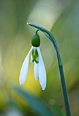 THE PICTON GARDEN AND OLD COURT NURSERIES, WORCESTERSHIRE: CLOSE UP OF WHITE AND GREEN FLOWER OF SNOWDROP - GALANTHUS ARMINE, SNOWDROPS, FLOWERS, WINTER, BULBS