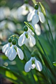 THE PICTON GARDEN AND OLD COURT NURSERIES, WORCESTERSHIRE: CLOSE UP OF WHITE AND GREEN FLOWER OF SNOWDROP - GALANTHUS AUGUSTUS, SNOWDROPS, FLOWERS, WINTER, BULBS
