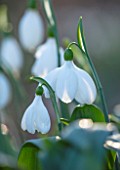 THE PICTON GARDEN AND OLD COURT NURSERIES, WORCESTERSHIRE: CLOSE UP OF WHITE AND GREEN FLOWER OF SNOWDROP - GALANTHUS E A BOWLES, SNOWDROPS, FLOWERS, WINTER, BULBS