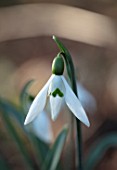 THE PICTON GARDEN AND OLD COURT NURSERIES, WORCESTERSHIRE: CLOSE UP OF WHITE AND GREEN FLOWER OF SNOWDROP - GALANTHUS SEAGULL, SNOWDROPS, FLOWERS, WINTER, BULBS
