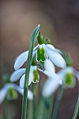 THE PICTON GARDEN AND OLD COURT NURSERIES, WORCESTERSHIRE: CLOSE UP OF WHITE AND GREEN FLOWER OF SNOWDROP - GALANTHUS SEAGULL, SNOWDROPS, FLOWERS, WINTER, BULBS