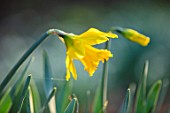 THE PICTON GARDEN AND OLD COURT NURSERIES, WORCESTERSHIRE: CLOSE UP OF YELLOW FLOWERS OF DAFFODIL - NARCISSUS MAGNIFICENCE, FLOWERS, WINTER, BULBS