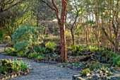 THE PICTON GARDEN AND OLD COURT NURSERIES, WORCESTERSHIRE: GRAVEL PATH THROUGH WOODLAND GARDEN WITH ACER GRISEUM. SHADE, SHADY, BAMBOOS, TREES