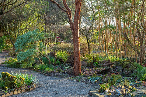 THE_PICTON_GARDEN_AND_OLD_COURT_NURSERIES_WORCESTERSHIRE_GRAVEL_PATH_THROUGH_WOODLAND_GARDEN_WITH_AC