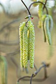 THE PICTON GARDEN AND OLD COURT NURSERIES, WORCESTERSHIRE: CATKINS OF CORYLUS AVELLANA CONTORTA, FEBRUARY, DECIDUOUS, HAZEL, CORKSCREW, TWISTED, SHRUBS, TWISTED