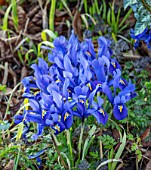 THE PICTON GARDEN AND OLD COURT NURSERIES, WORCESTERSHIRE: CLOSE UP OF BLUE FLOWERS OF IRIS RETICULATA JOYCE, IRISES, BULBS, FLOWERING, BLOOMING, FEBRUARY