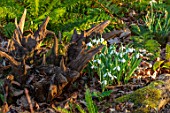 THE PICTON GARDEN AND OLD COURT NURSERIES, WORCESTERSHIRE: STUMPERY, STUMP, WOOD, SNOWDROPS, GALANTHUS MELANIE BROUGHTON. SHADE. SHADY, FEBRUARY