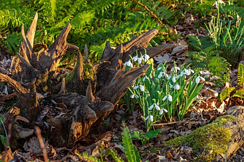 THE_PICTON_GARDEN_AND_OLD_COURT_NURSERIES_WORCESTERSHIRE_STUMPERY_STUMP_WOOD_SNOWDROPS_GALANTHUS_MEL