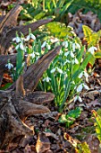 THE PICTON GARDEN AND OLD COURT NURSERIES, WORCESTERSHIRE: STUMPERY, STUMP, WOOD, SNOWDROPS, GALANTHUS MELANIE BROUGHTON. SHADE. SHADY, FEBRUARY