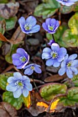 THE PICTON GARDEN AND OLD COURT NURSERIES, WORCESTERSHIRE: PALE BLUE FLOWERS OF HEPATICA NOBILIS VAR. PYRENAICA, SHADE. SHADY, FEBRUARY