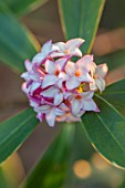 THE PICTON GARDEN AND OLD COURT NURSERIES, WORCESTERSHIRE: CLOSE UP PLANT PORTRAIT OF WHITE, PINK FLOWERS OF DAPHNE ODORA AUREOMARGINATA. SCENTED, FRAGRANT, FEBRUARY, SHRUBS