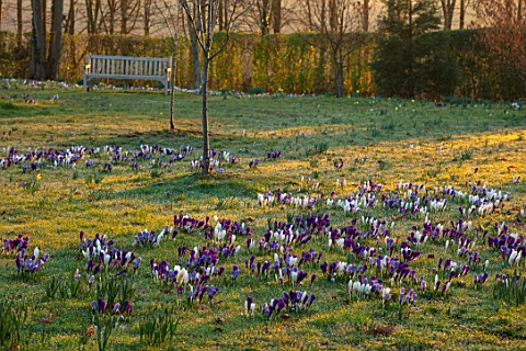 MORTON_HALL_WORCESTERSHIRE_CROCUS_IN_THE_PARKLAND_MEADOW_WITH_WOODEN_BENCH_SEAT_BEHIND_CROCUSES_CROC