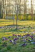 MORTON HALL, WORCESTERSHIRE: CROCUS IN THE PARKLAND MEADOW WITH WOODEN BENCH, SEAT BEHIND. CROCUSES, CROCI, FEBRUARY, SUNRISE, MEADOWS, NATURALISED, MASSES