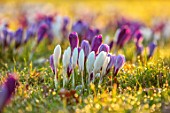 MORTON HALL, WORCESTERSHIRE: CROCUS IN THE PARKLAND MEADOW. CROCUSES PICKWICK, FLOWER RECORD, JOAN OF ARC, CROCI, FEBRUARY, SUNRISE, MEADOWS, NATURALISED, MASSES