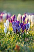 MORTON HALL, WORCESTERSHIRE: CROCUS IN THE PARKLAND MEADOW. CROCUSES PICKWICK, FLOWER RECORD, JOAN OF ARC, CROCI, FEBRUARY, SUNRISE, MEADOWS, NATURALISED, MASSES
